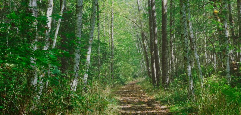 nikon z6III forest image