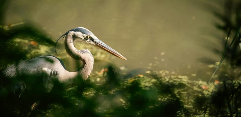 nikon z6 III captures imags of bird